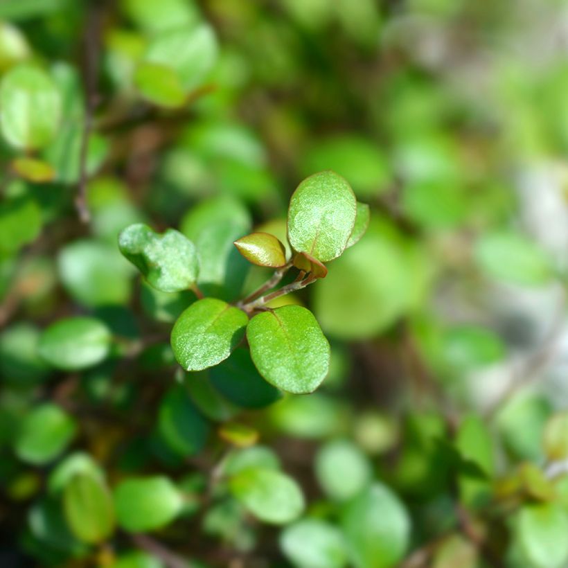 Muehlenbeckia complexa Golden Girl - Muehlenbeckie (Foliage)