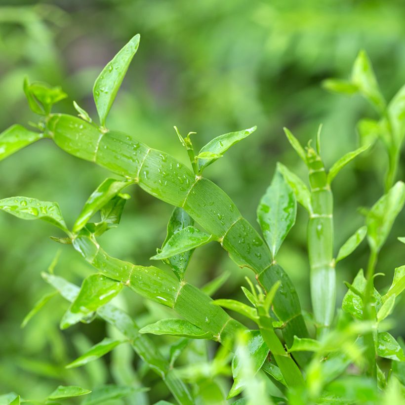 Muehlenbeckia platyclada - Plante ruban (Foliage)