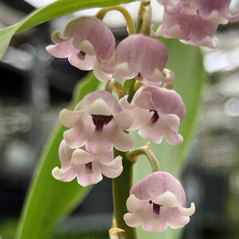 Muguet Rose - Convallaria majalis Rosea (Flowering)