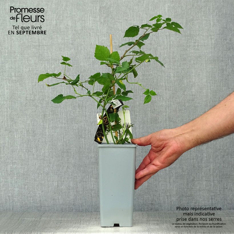 Example of Mûre naine Black Cascade - Rubus fruticosus Pot de 2L/3L, Touffe as you get in automne