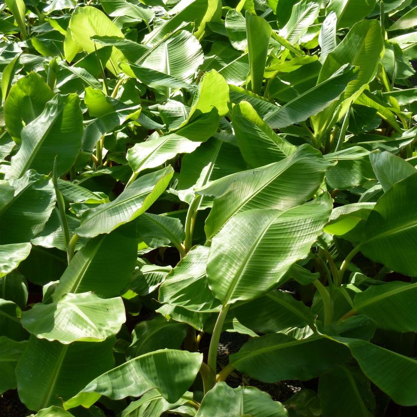 Musa basjoo - Bananier du Japon (Foliage)