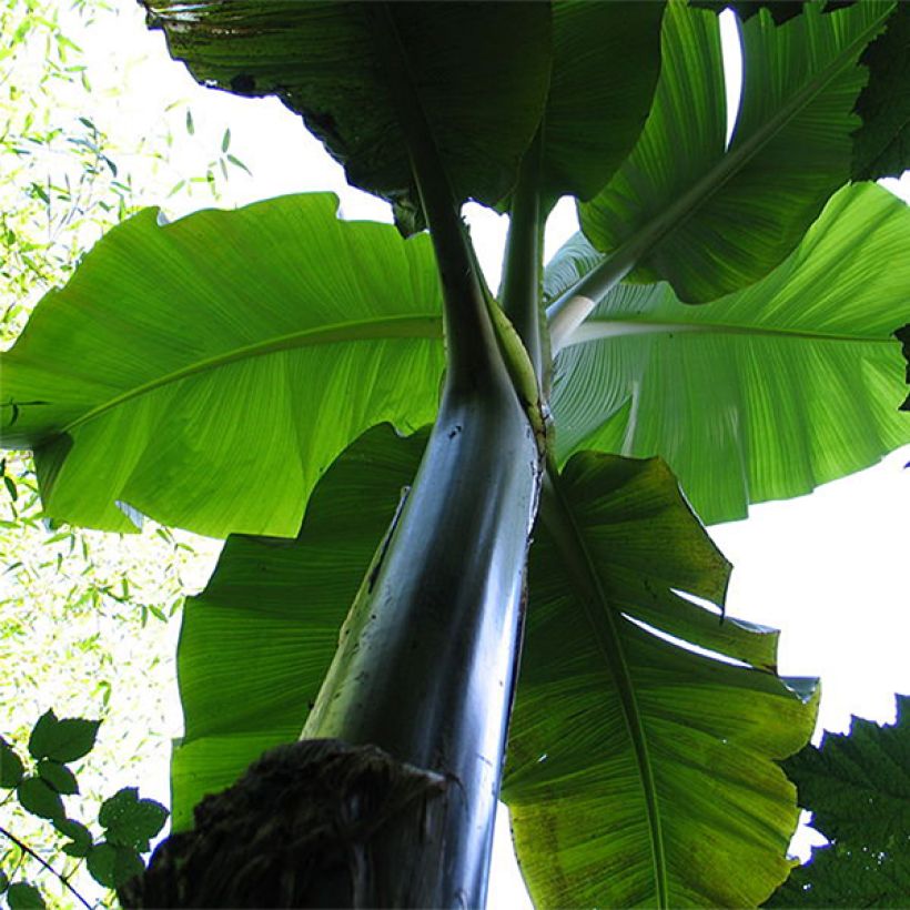 Musa basjoo Sakhalin - Bananier du Japon (Plant habit)