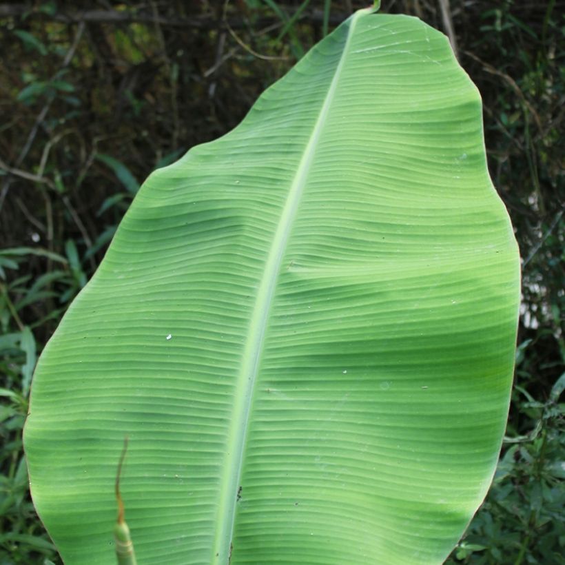 Musa basjoo Tchetchenia - Bananier du Japon (Foliage)