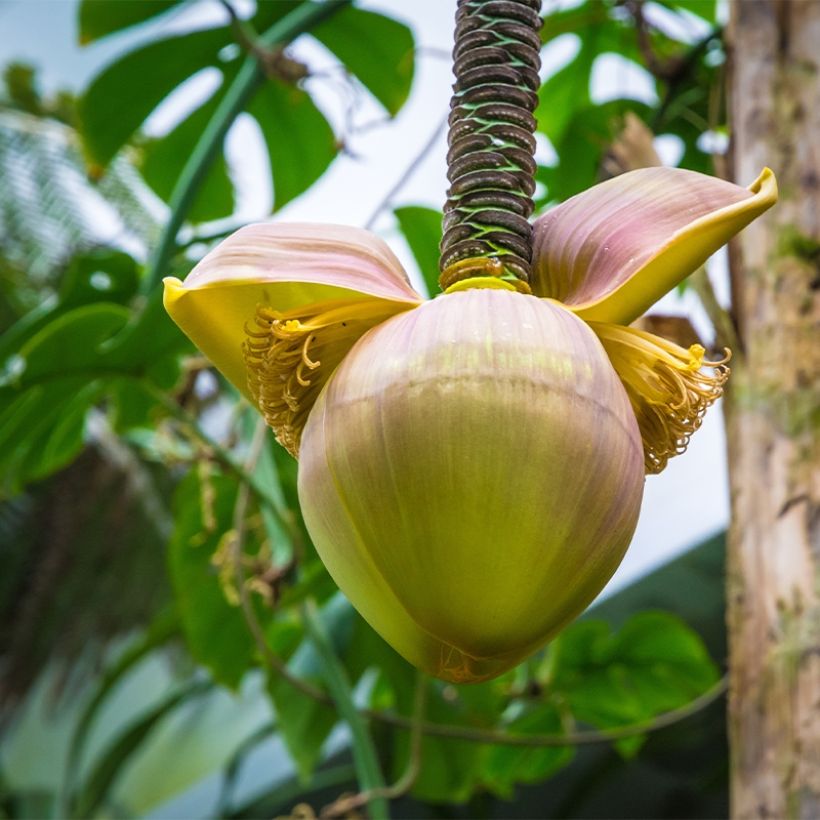 Musa basjoo Tchetchenia - Bananier du Japon (Flowering)