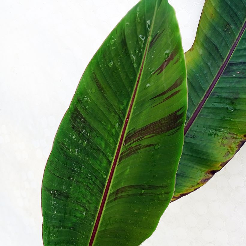 Musa sikkimensis Red Tiger - Bananier du Sikkim (Foliage)