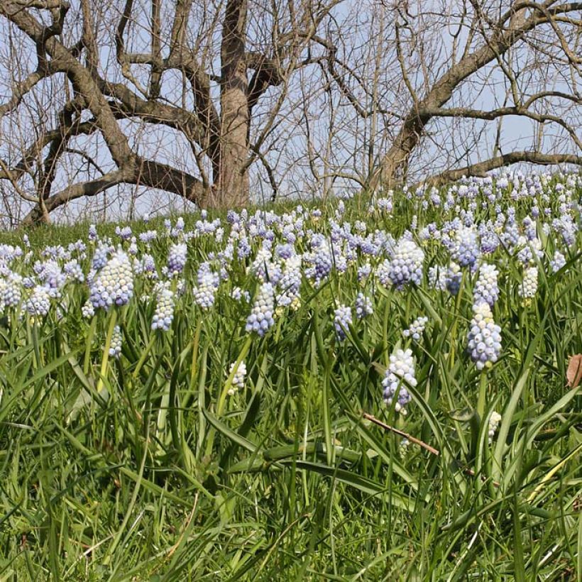 Muscari Peppermint (Flowering)