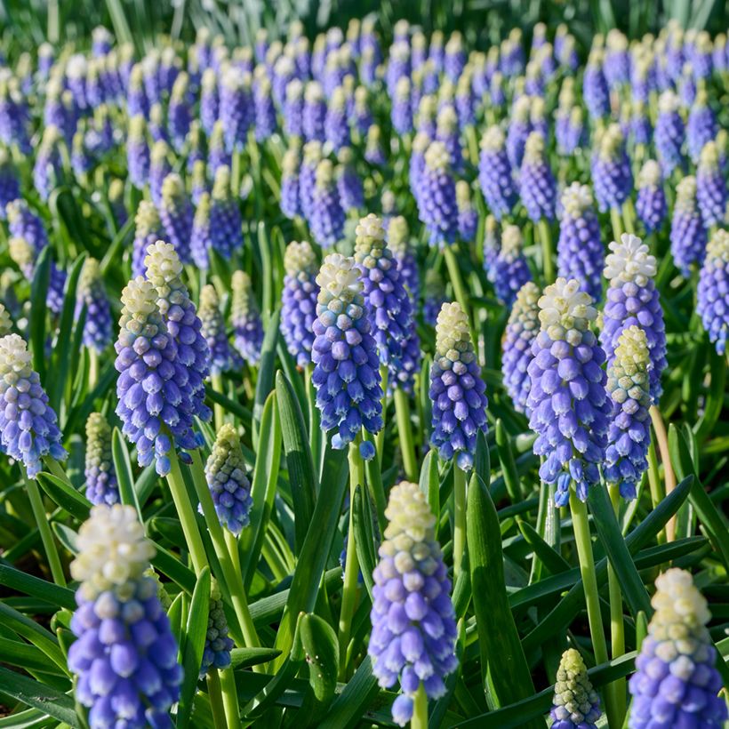 Muscari Touch of Snow (Flowering)