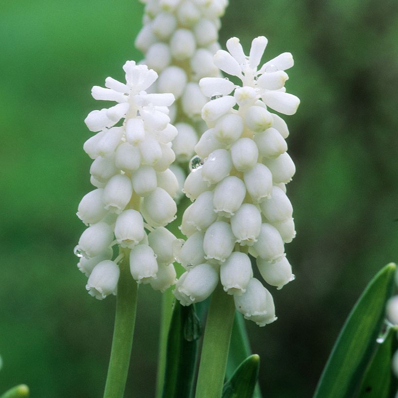 Muscari botryoides Album (Flowering)
