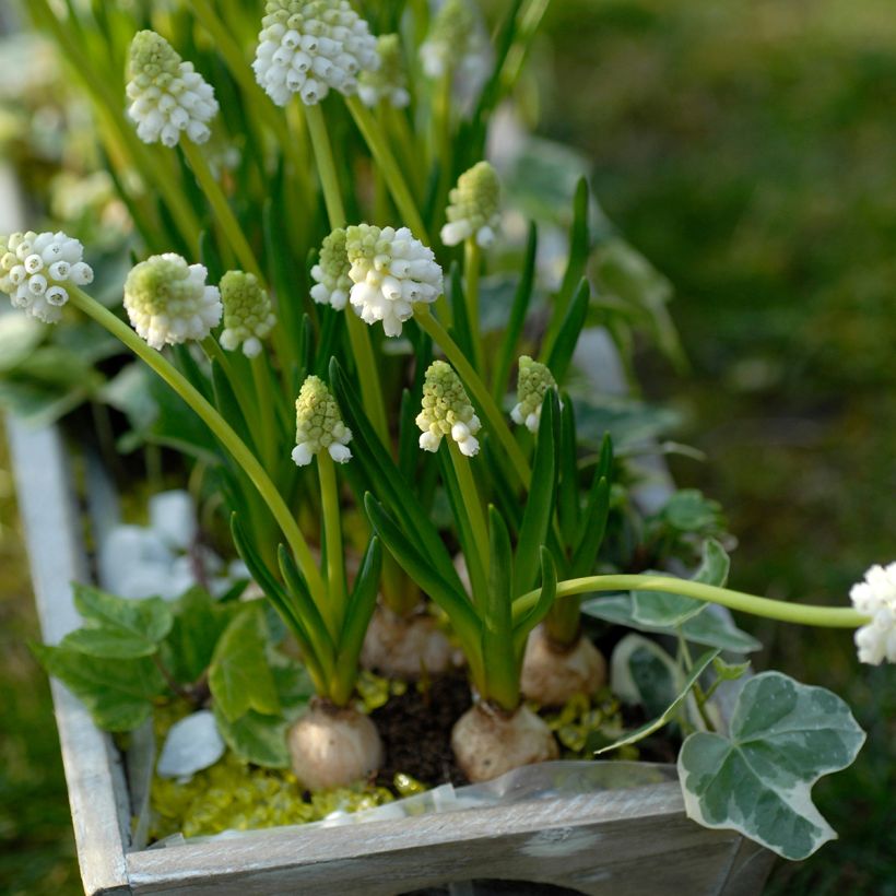 Muscari botryoides Album (Plant habit)