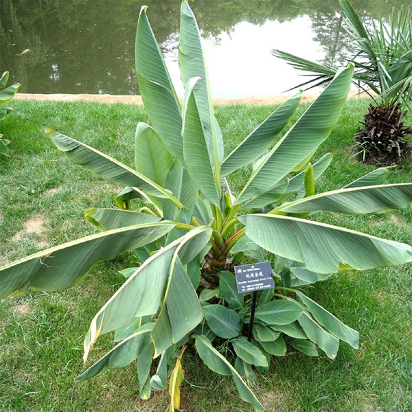 Musella lasiocarpa - Bananier nain (Foliage)
