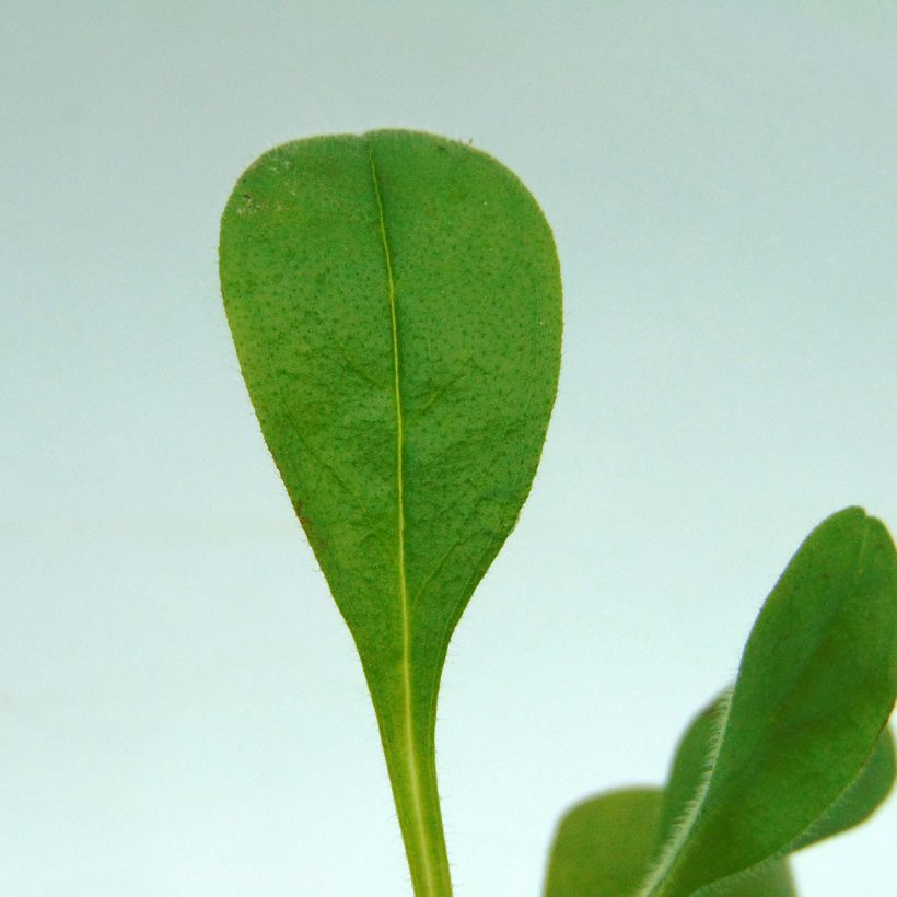 Myosotis Blue Sylva  (Foliage)