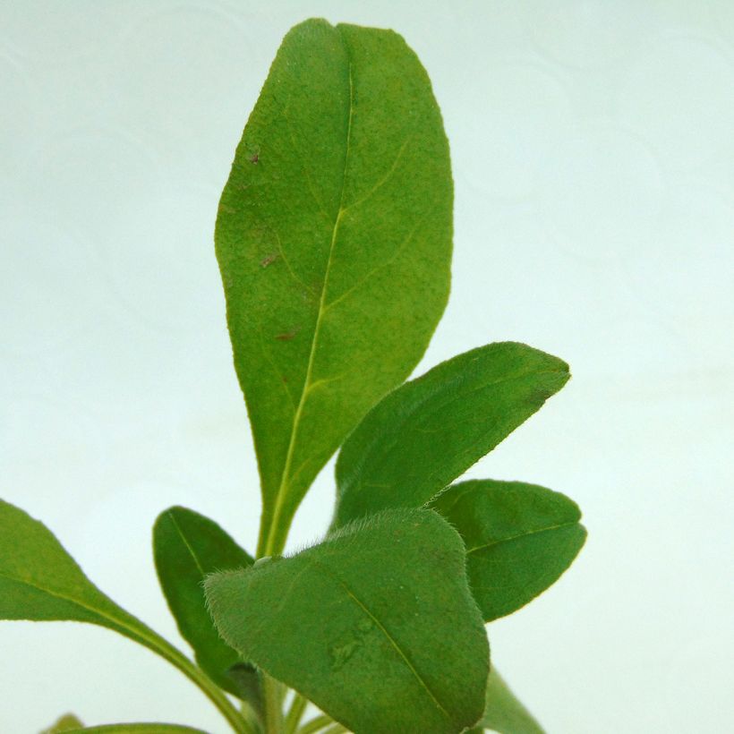 Myosotis Rosylva Mini-motte (Foliage)