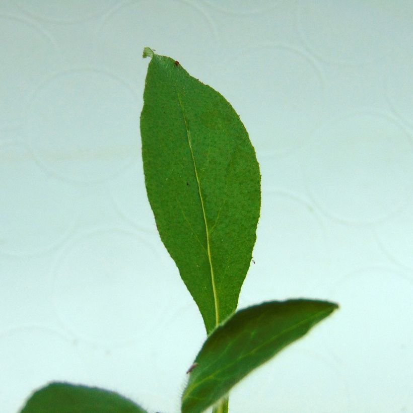 Myosotis Snowsylva Mini-motte (Foliage)