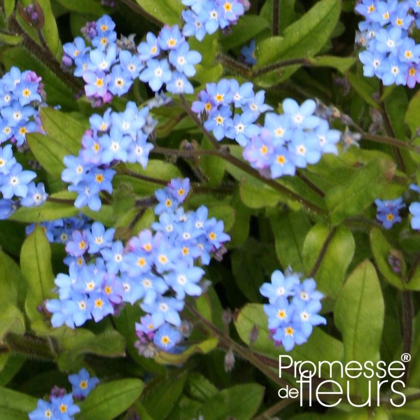 Myosotis sylvatica Savoie Blue Mini-motte (Foliage)