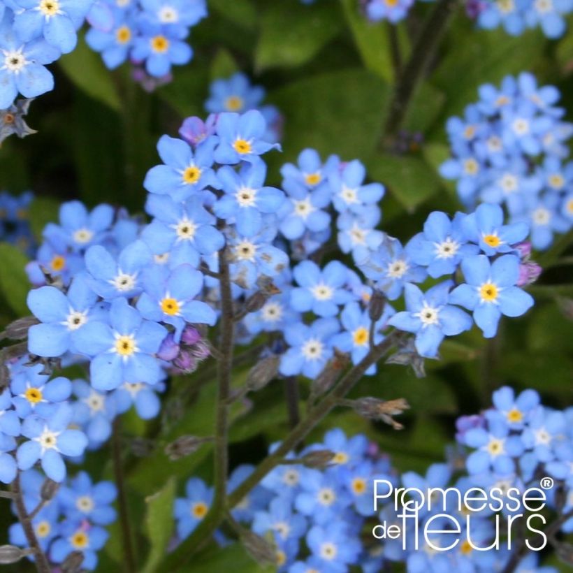 Myosotis sylvatica Savoie Blue Mini-motte (Flowering)