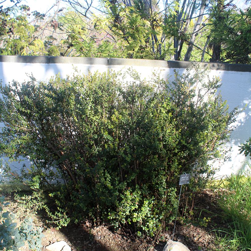 Myrsine africana - Buis africain (Plant habit)