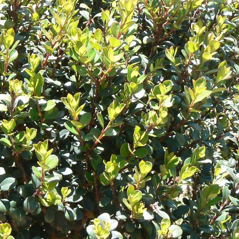 Myrsine africana - Buis africain (Foliage)