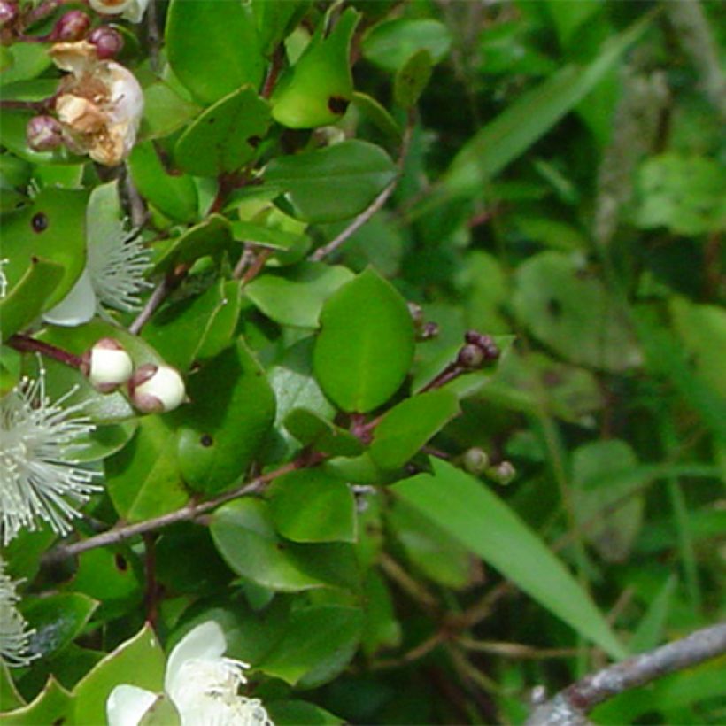 Myrtus luma - Myrte du Chili (Foliage)