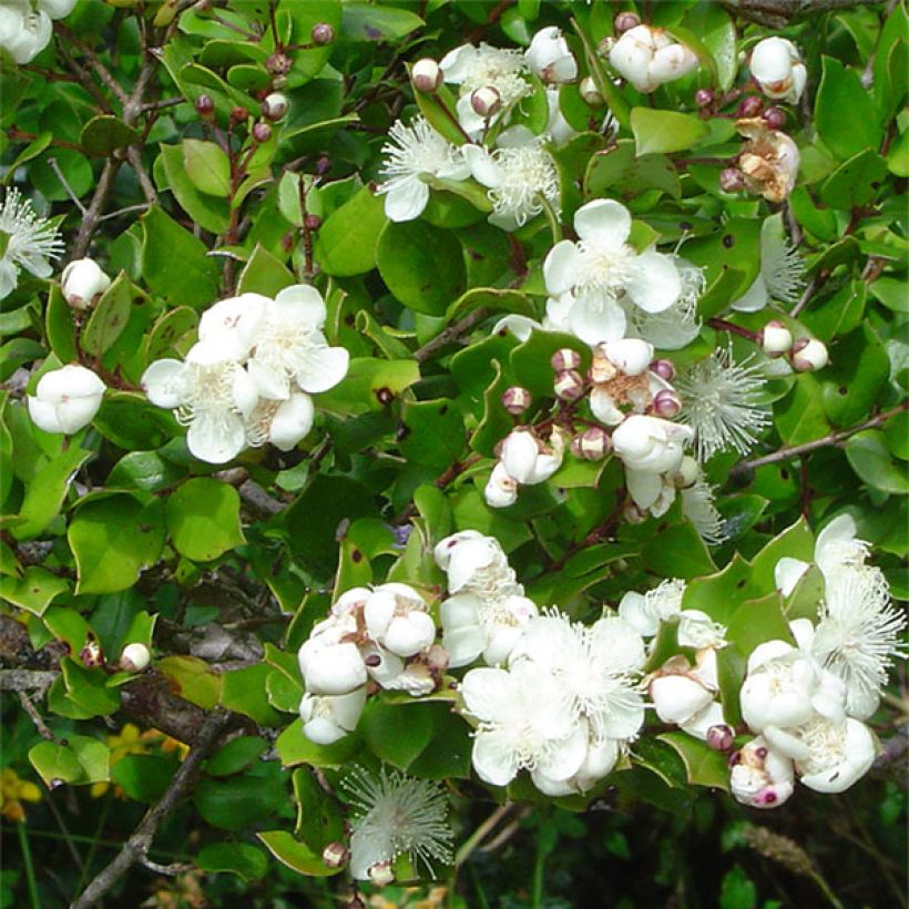 Myrtus luma - Myrte du Chili (Flowering)