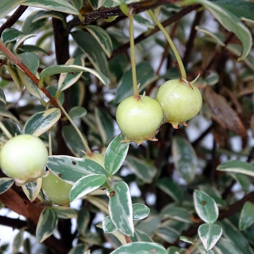 Myrtus ugni Flambeau - Myrte ugni (Harvest)