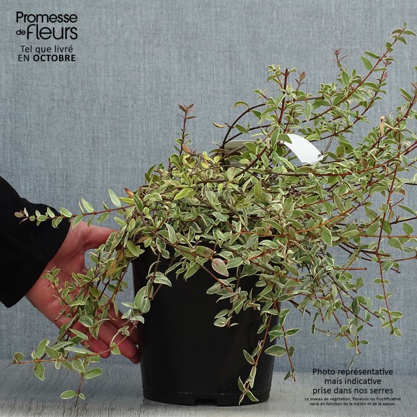 Example of Myrtus ugni Flambeau - Myrte ugni Pot de 3L/4L as you get in automne