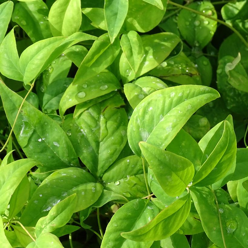 Nandina domestica Wood's Dwarf - Bambou sacré nain (Foliage)