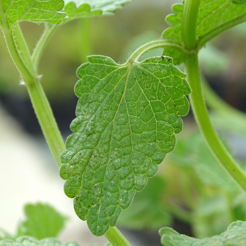 Nepeta grandiflora Zinser's Giant - Herbe à chats géante (Foliage)