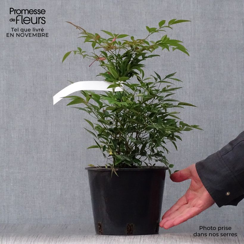 Example of Nandina domestica - Bambou sacré Pot de 2L/3L as you get in automne