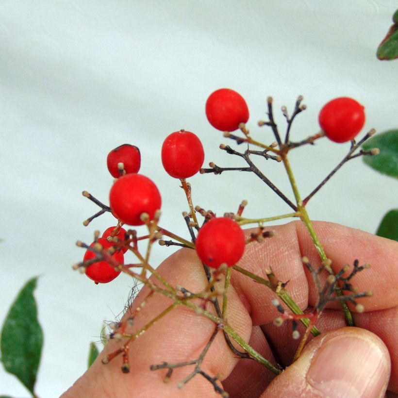 Nandina domestica - Bambou sacré (Harvest)
