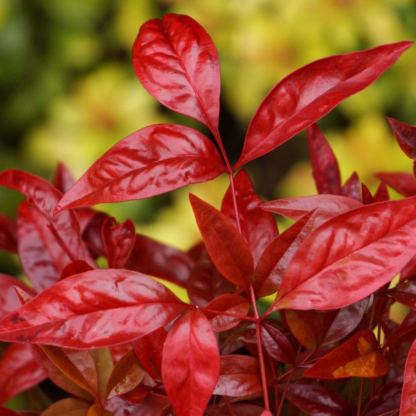 Bambou sacré - Nandina domestica Blush Pink (Foliage)
