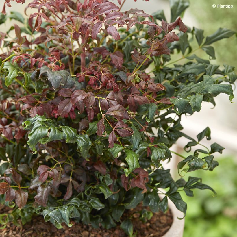 Nandina domestica Curly Obsessed - Bambou sacré (Foliage)