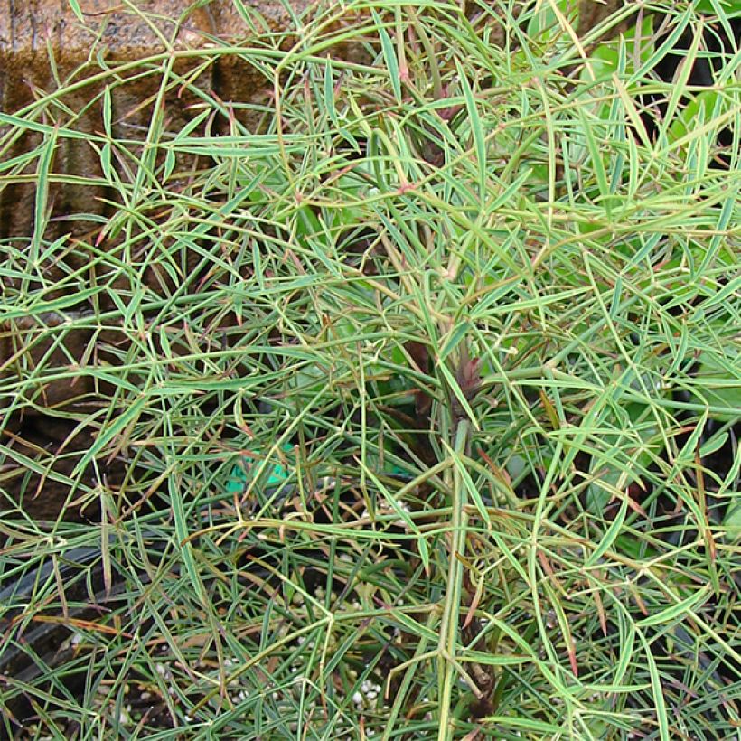 Nandina domestica Filamentosa - Bambou sacré  (Foliage)