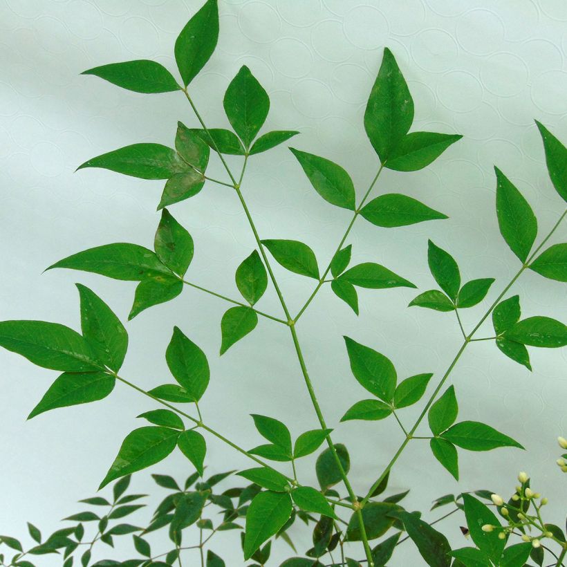 Nandina domestica Richmond - Bambou sacré (Foliage)