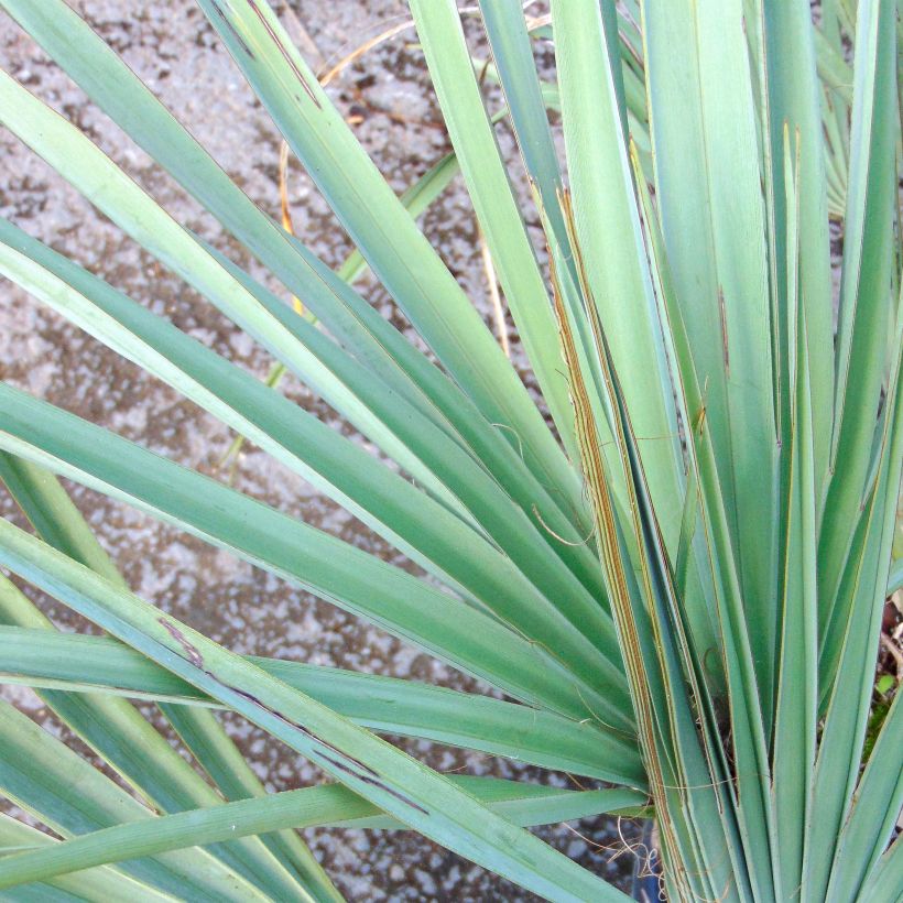 Nannorrhops ritchiana Silver - Palmier Mazari (Foliage)