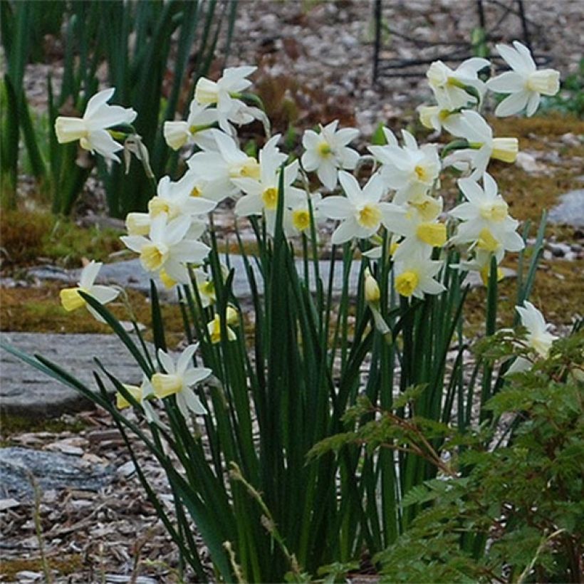 Narcisse Bella Estrella (Flowering)