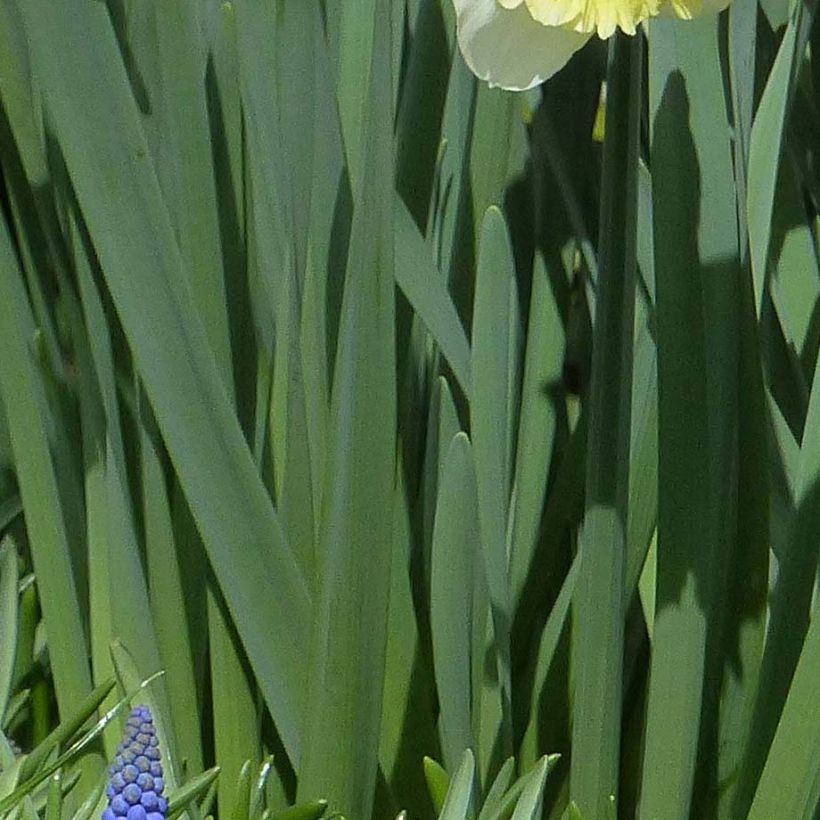 Narcisse Berlin (Foliage)