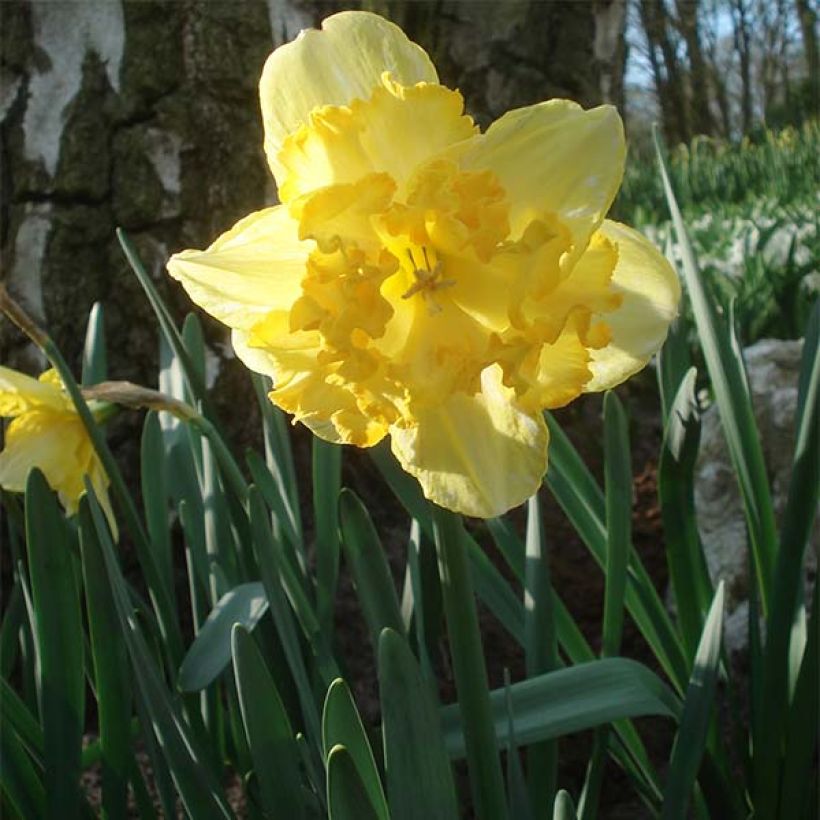 Narcisse Blazing Starlet (Plant habit)