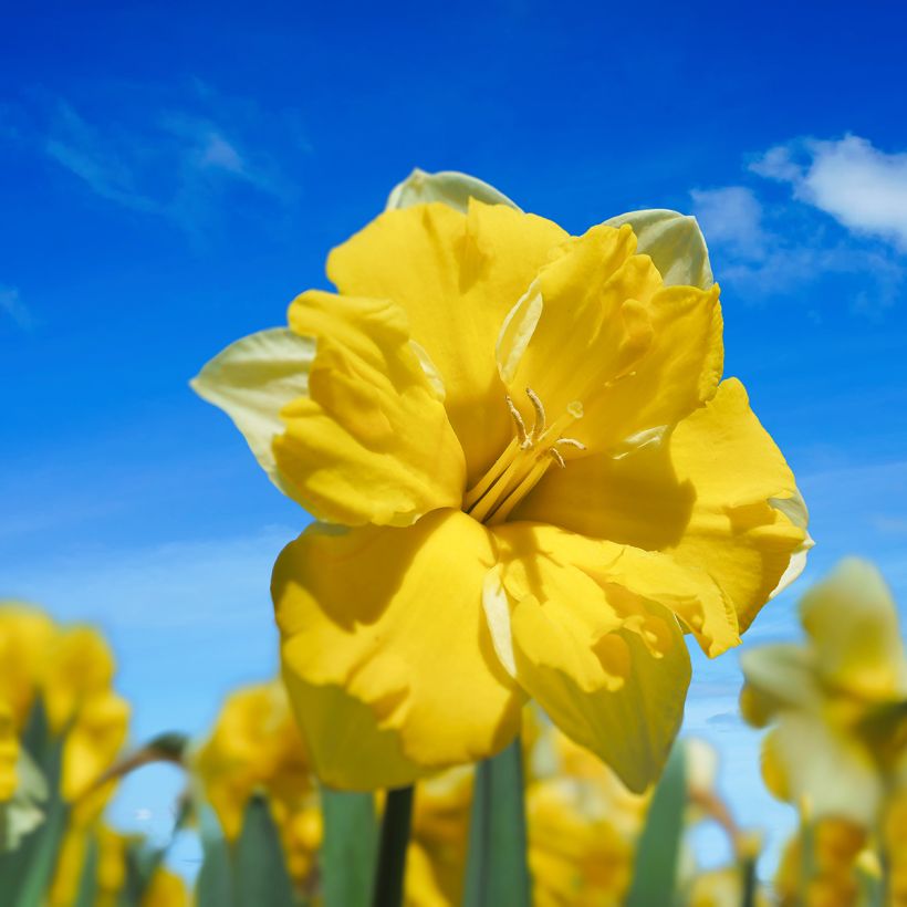 Narcisse Cassata (Flowering)