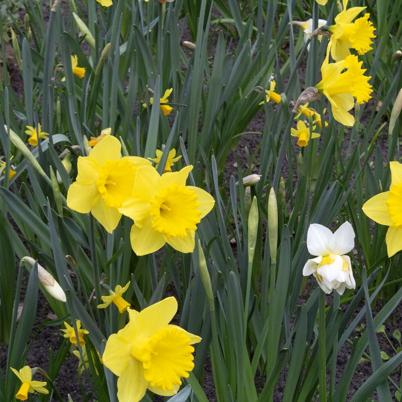 Narcisse Dutch Master (Plant habit)