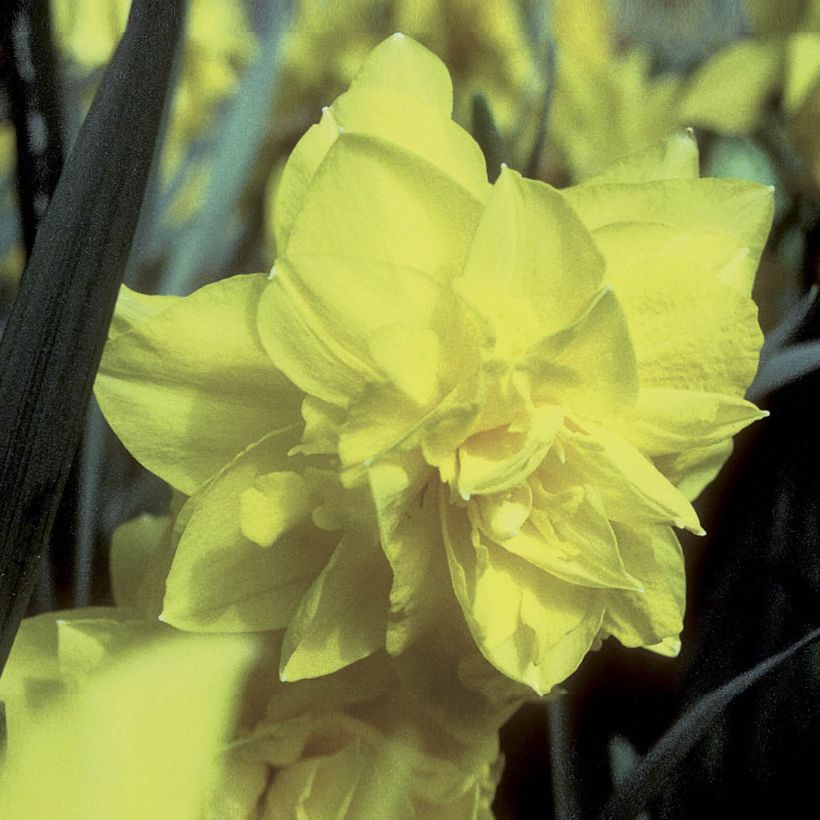 Narcisse Golden Ducat (Flowering)