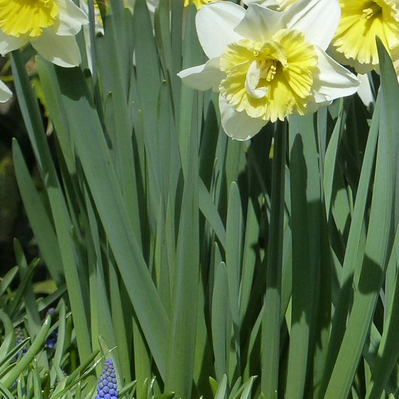 Narcisse Ice Follies (Foliage)
