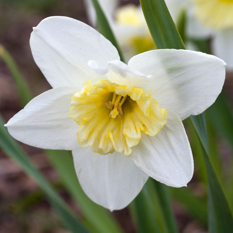 Narcisse Ice Follies (Flowering)