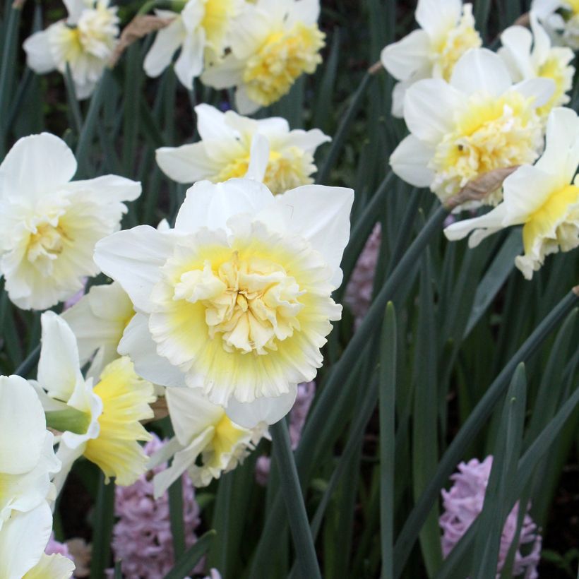 Narcisse Ice King (Flowering)
