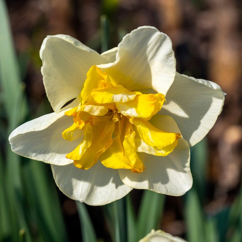 Narcisse Lemon Beauty (Flowering)