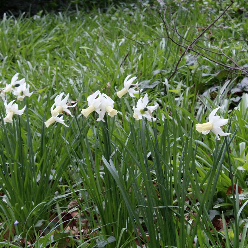 Narcisse Dutch Lemon Drops (Plant habit)