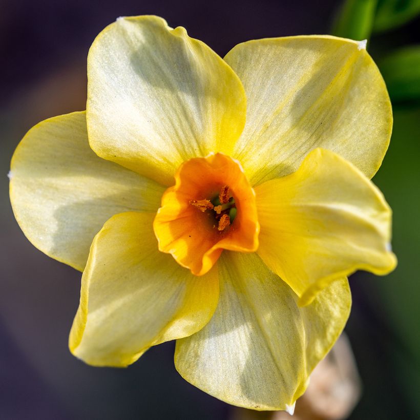Narcisse Martinette (Flowering)