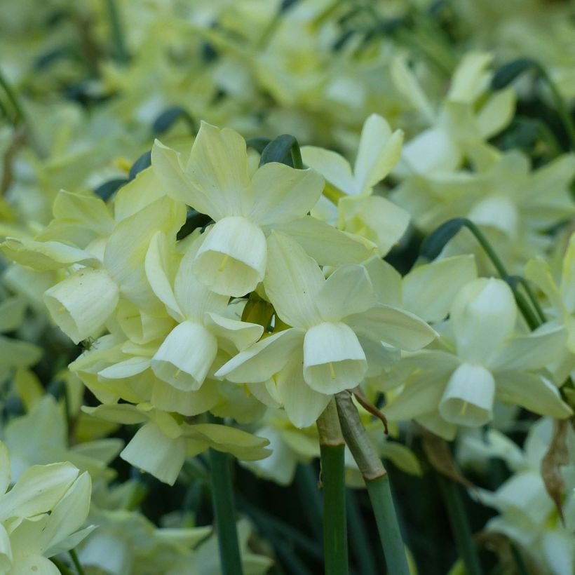 Narcisse Moonlight Sensation  (Flowering)