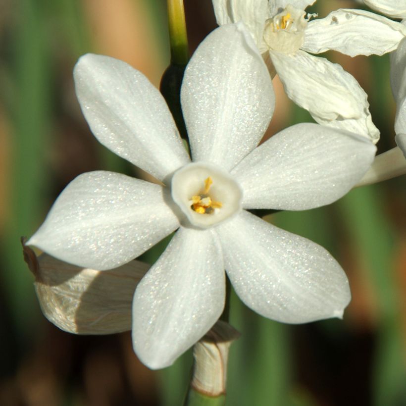 Narcisse Paperwhite - Narcissus papyraceus (Flowering)