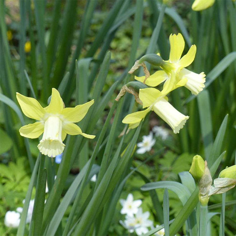 Narcisse Pipit (Flowering)