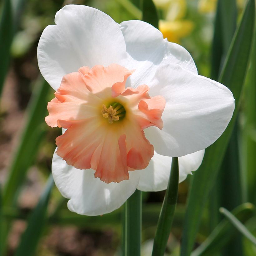 Narcisse Precocious  (Flowering)